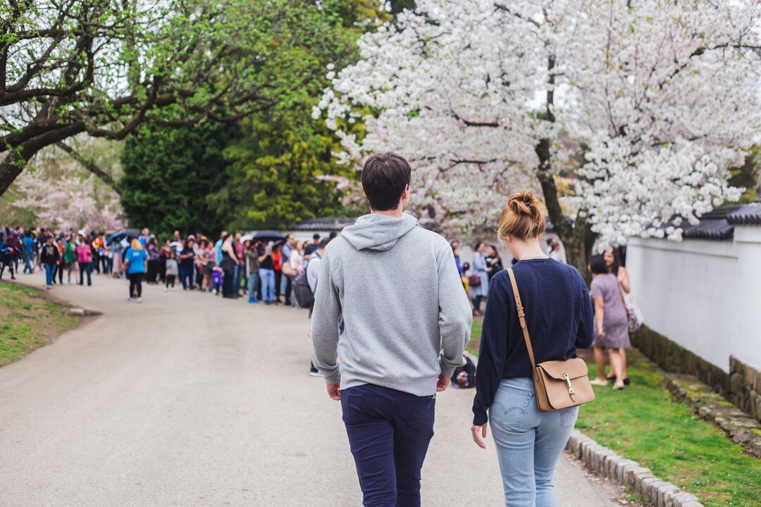 Cherry Blossom Festival