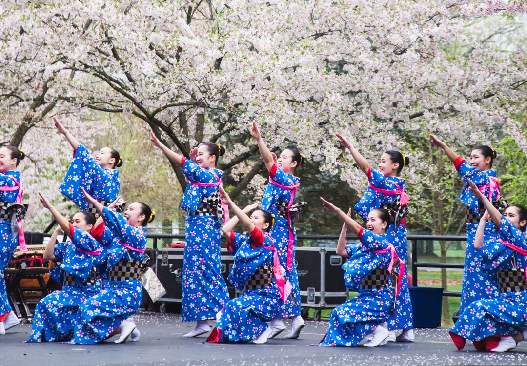 Cherry Blossom Festival