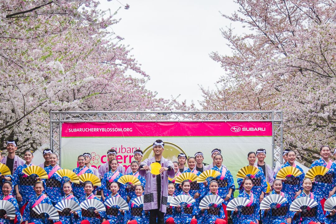 Cherry Blossom Festival