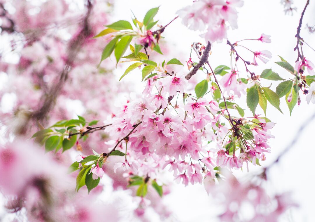 Cherry Blossom Festival