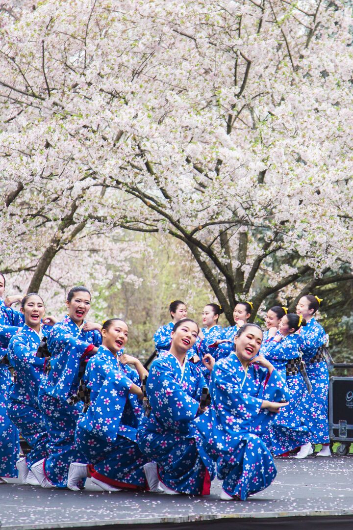 Cherry Blossom Festival