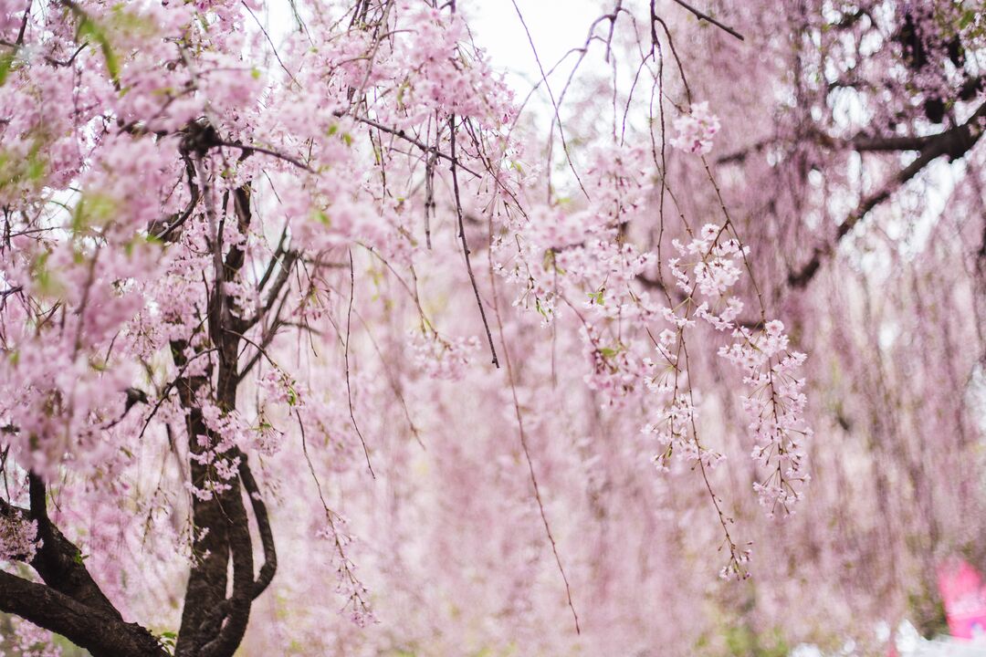 Cherry Blossom Festival