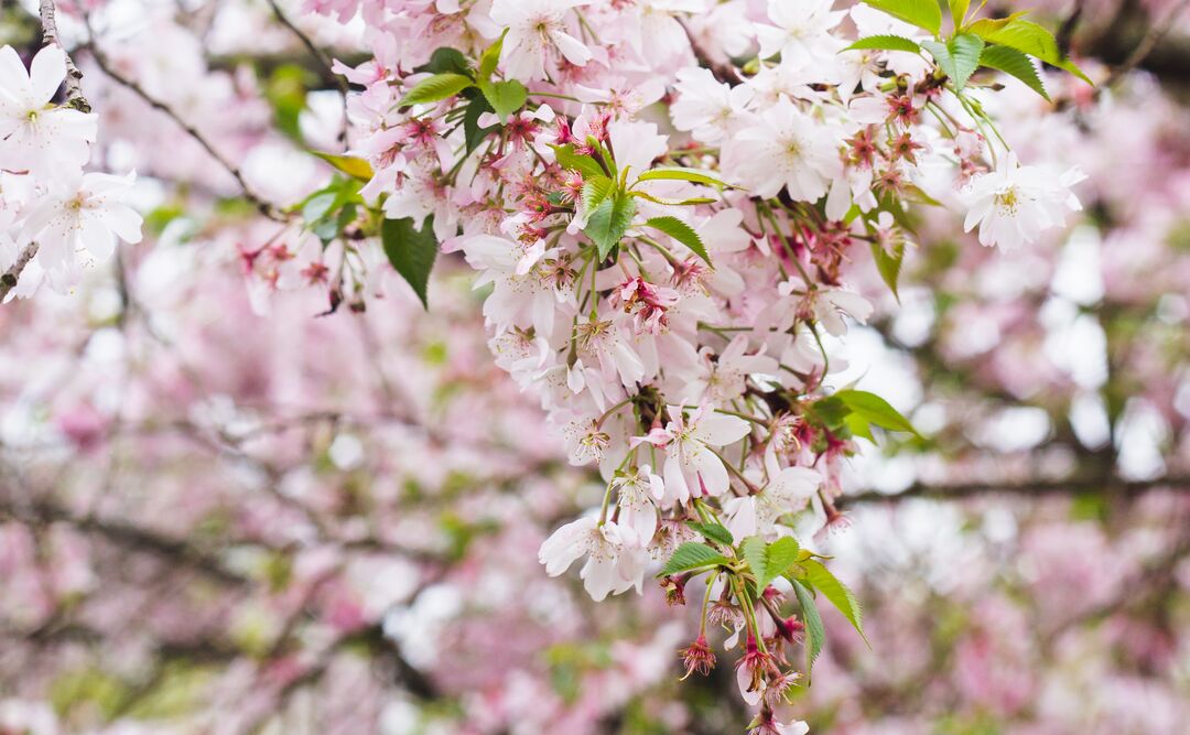 Cherry Blossom Festival