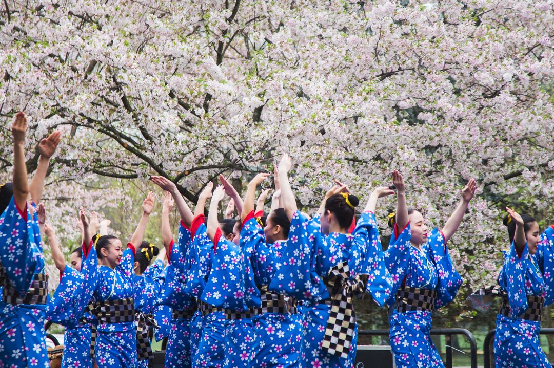 Cherry Blossom Festival