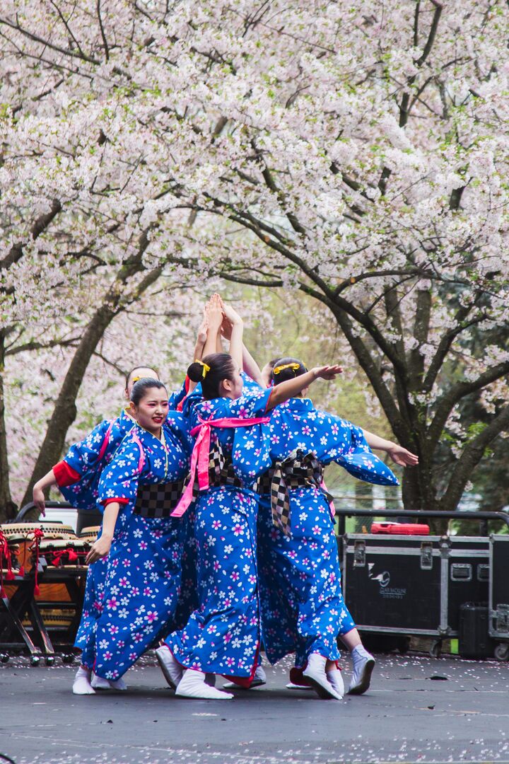 Cherry Blossom Festival