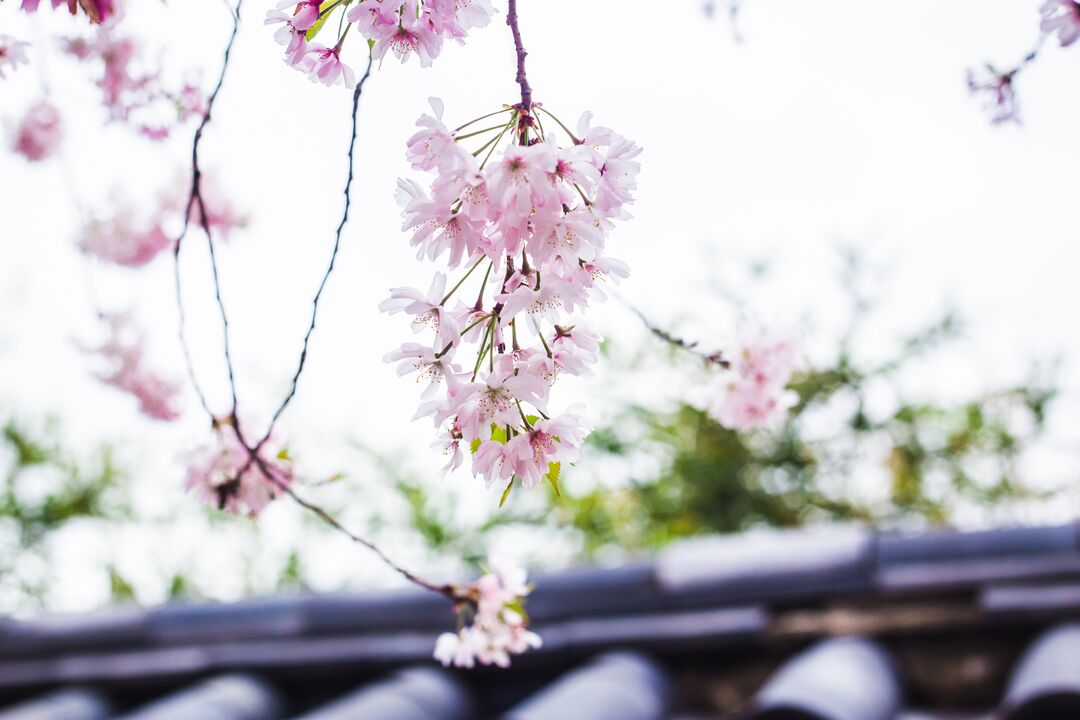 Cherry Blossom Festival