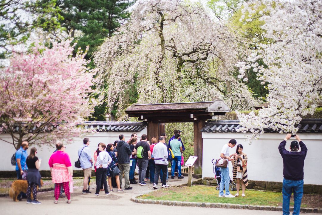 Cherry Blossom Festival