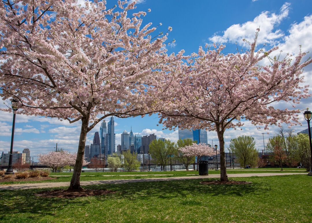 Drexel Park: Cherry Blossoms