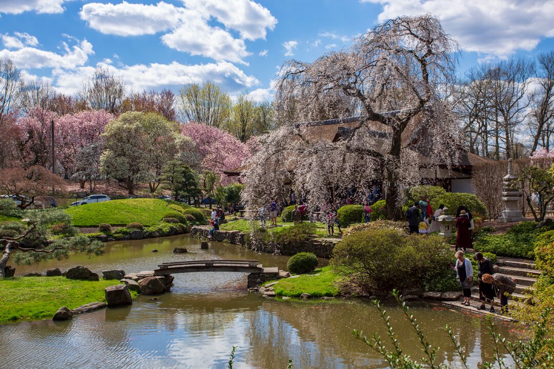 Shofuso Japanese House and Garden: Cherry Blossoms