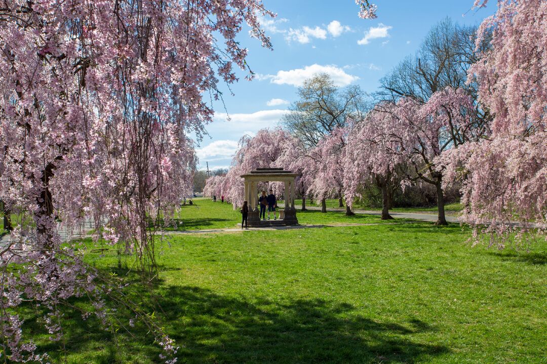 Shofuso Japanese House and Garden: Cherry Blossoms