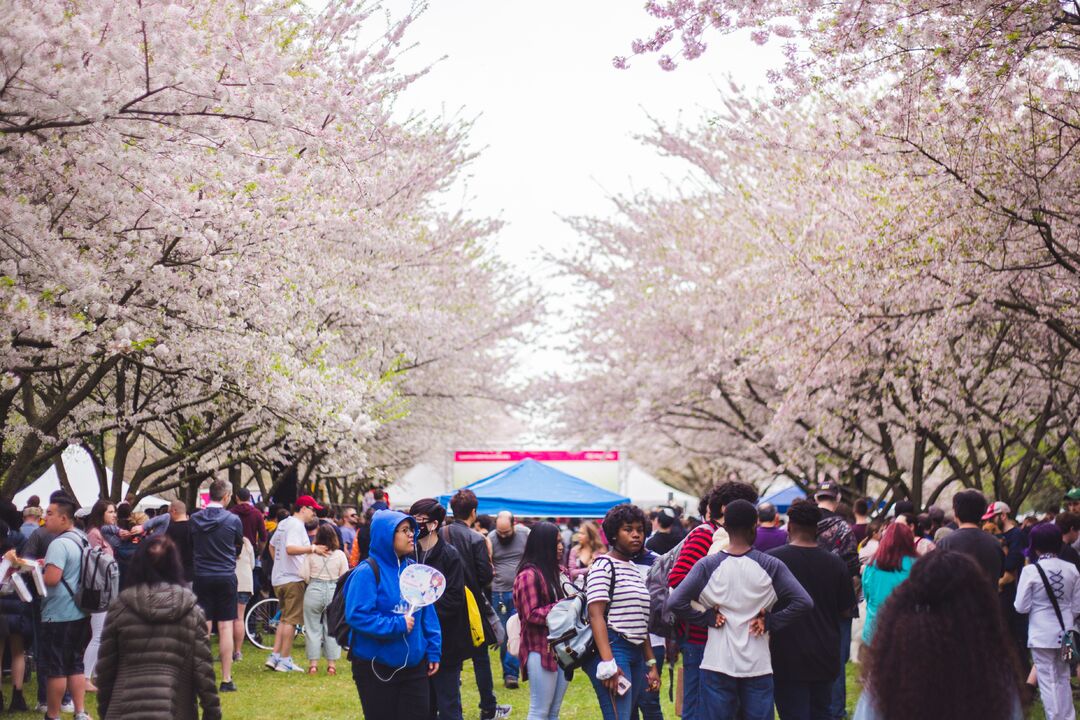 Cherry Blossom Festival