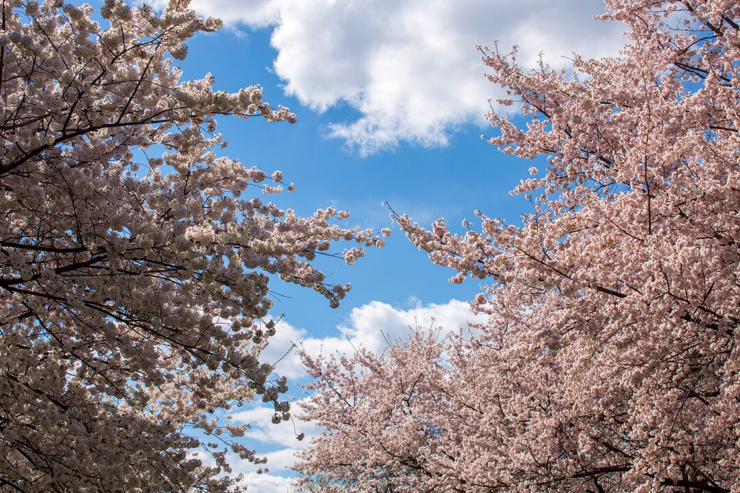 Shofuso Japanese House and Garden: Cherry Blossoms