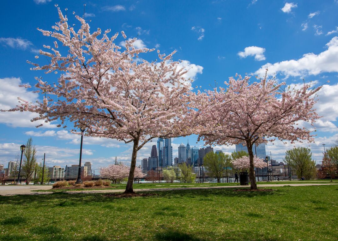 Drexel Park: Cherry Blossoms