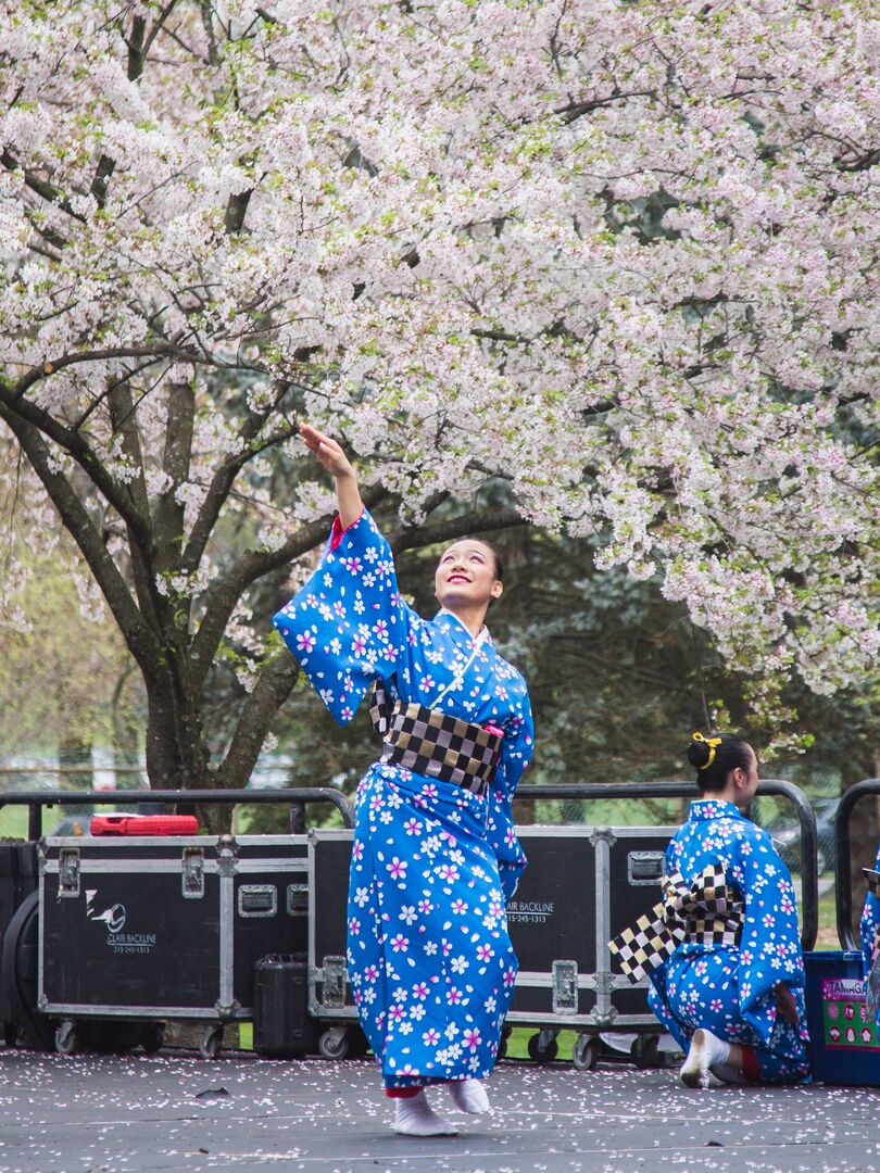 Cherry Blossom Festival