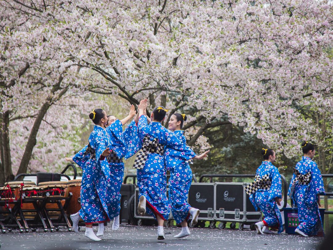 Cherry Blossom Festival