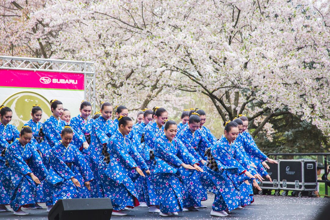 Cherry Blossom Festival