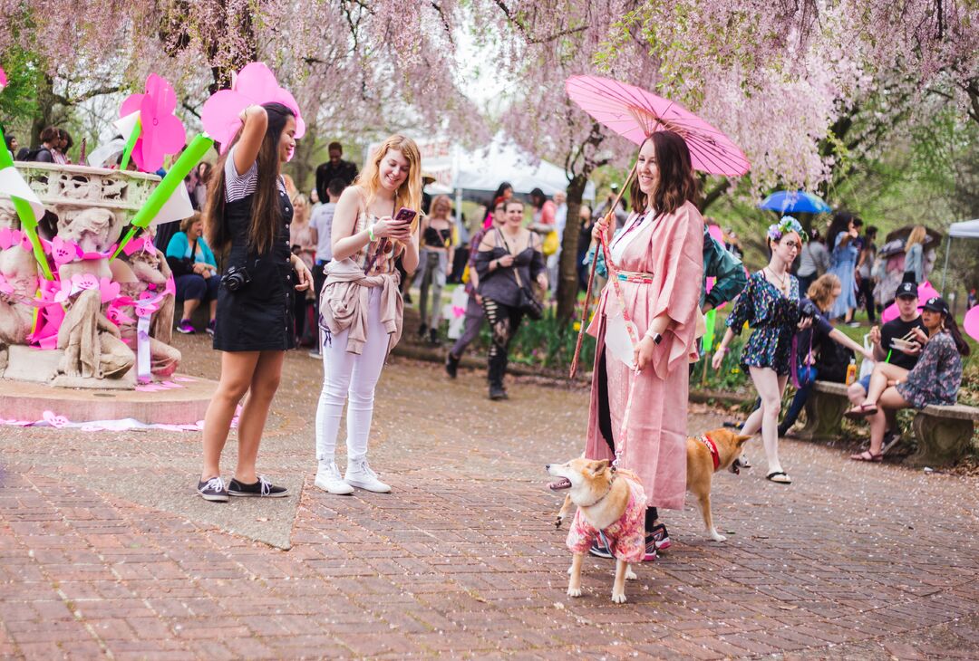 Cherry Blossom Festival