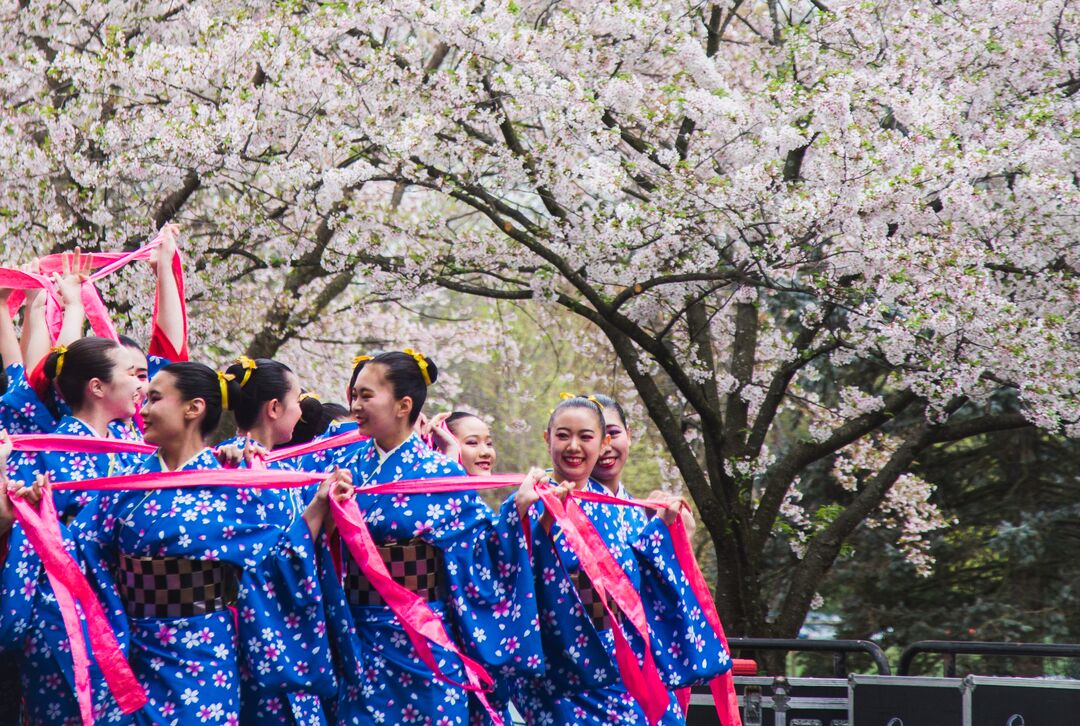 Cherry Blossom Festival