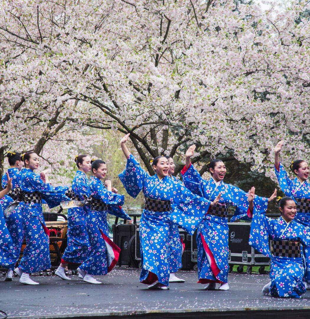 Cherry Blossom Festival