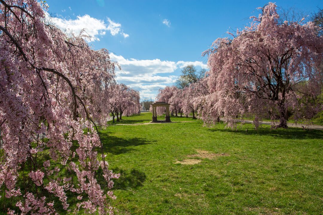 Shofuso Japanese House and Garden: Cherry Blossoms