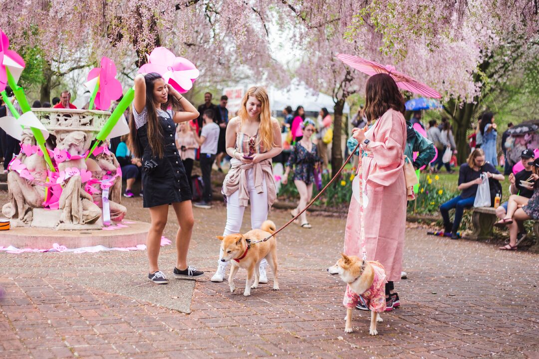 Cherry Blossom Festival