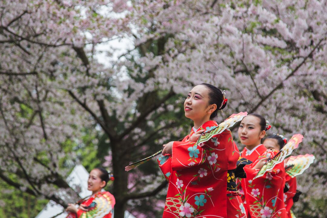 Cherry Blossom Festival