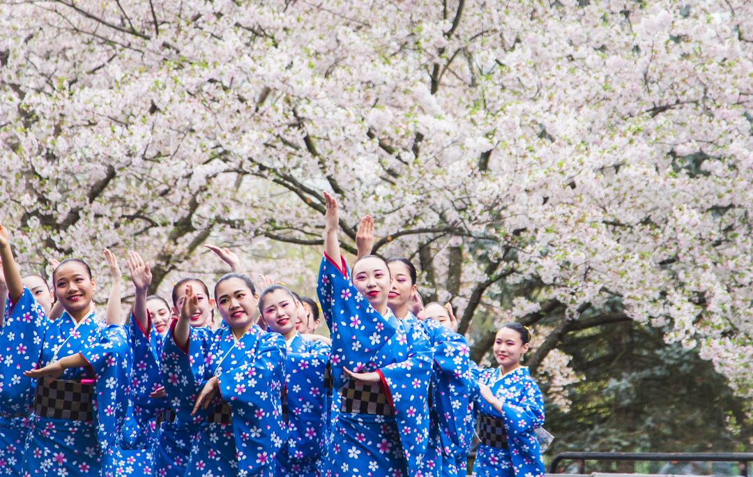 Cherry Blossom Festival