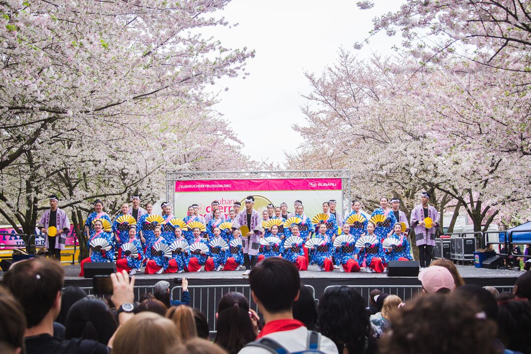 Cherry Blossom Festival