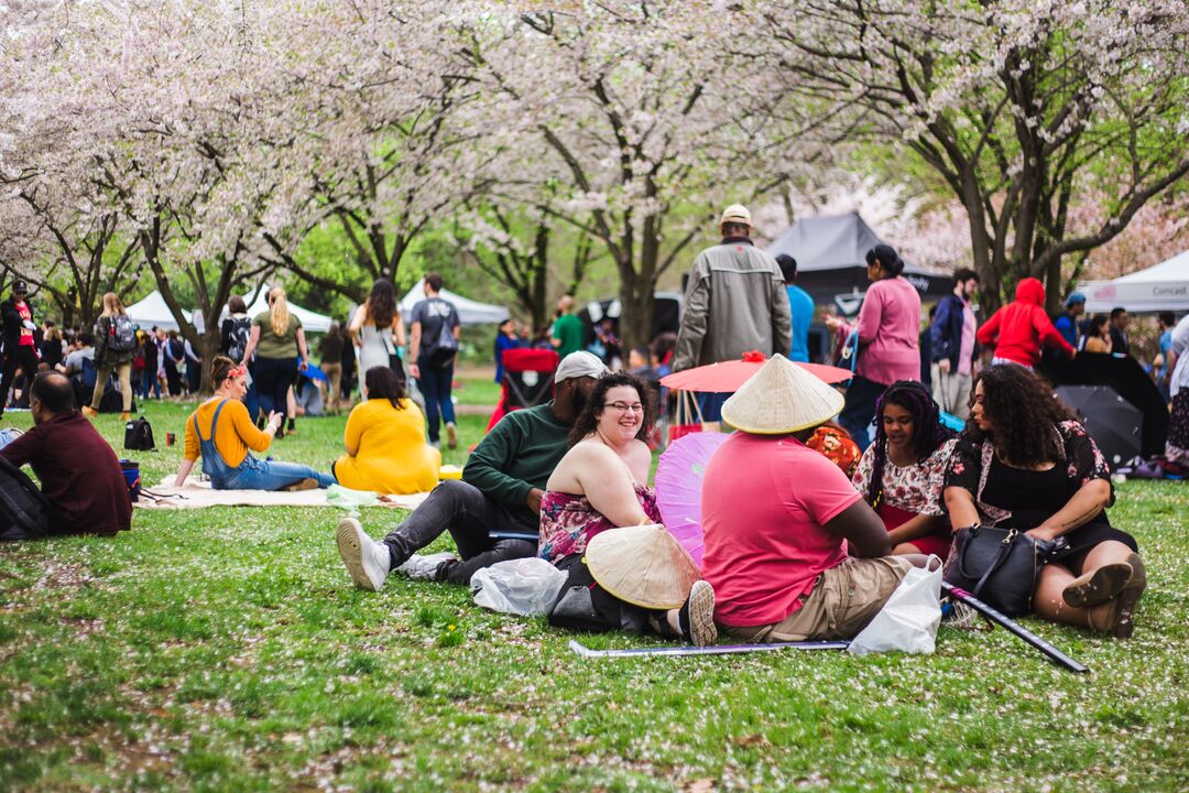 Cherry Blossom Festival