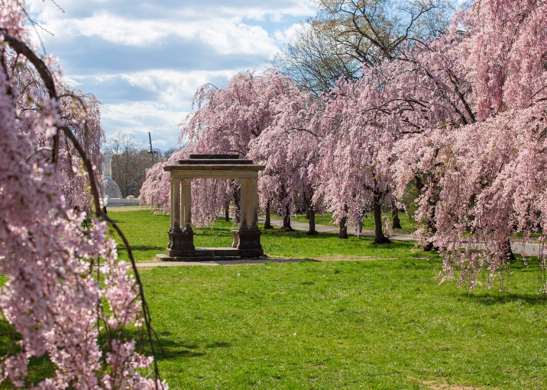 Shofuso Japanese House and Garden: Cherry Blossoms