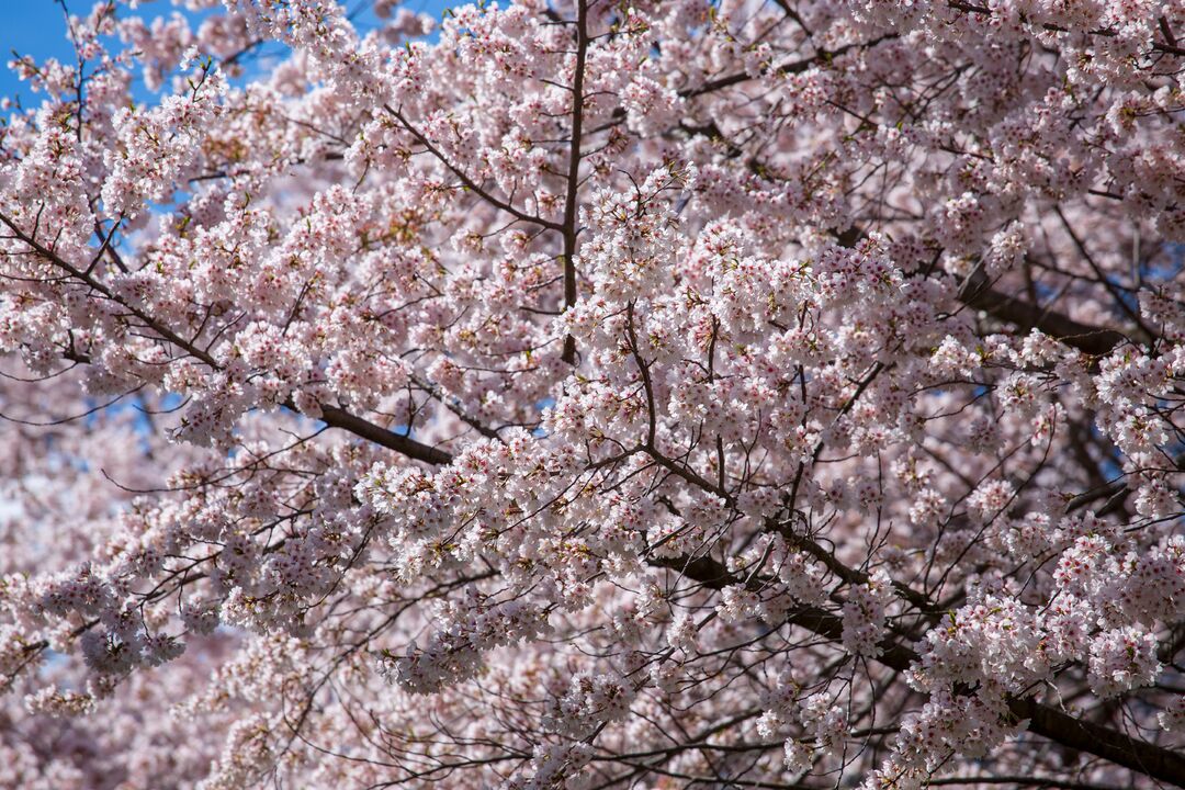 Shofuso Japanese House and Garden: Cherry Blossoms