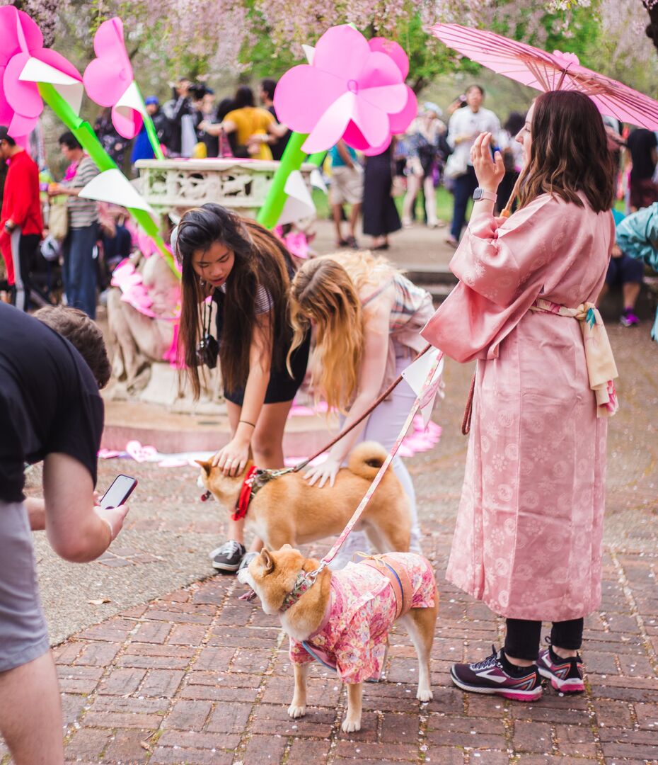 Cherry Blossom Festival