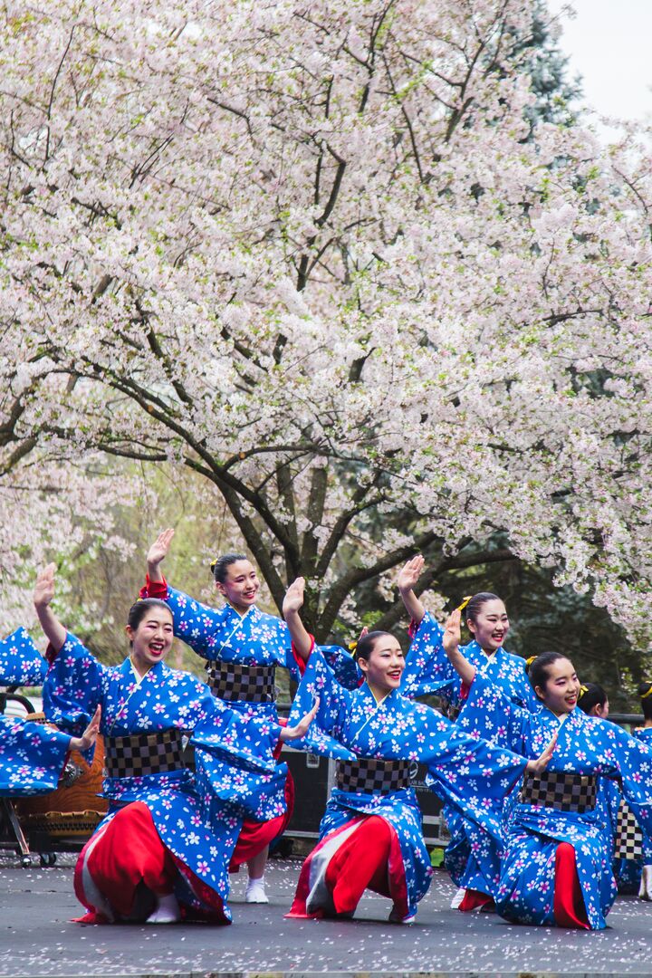 Cherry Blossom Festival