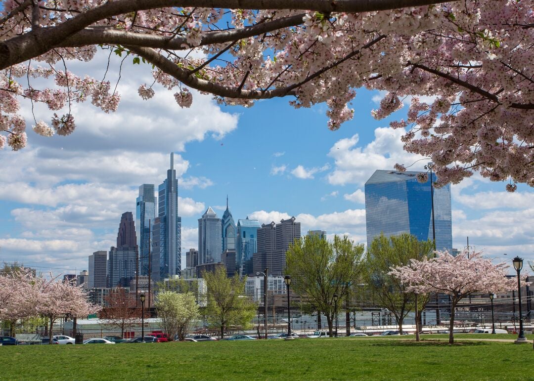 Drexel Park: Cherry Blossoms