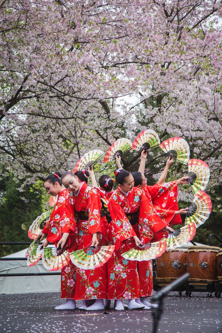 Cherry Blossom Festival