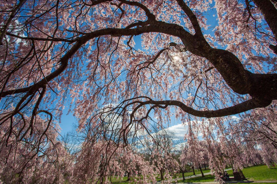 Shofuso Japanese House and Garden: Cherry Blossoms