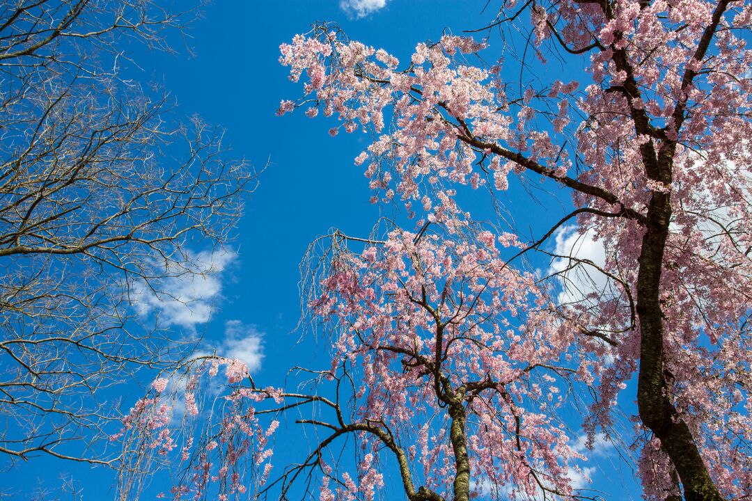 Shofuso Japanese House and Garden: Cherry Blossoms