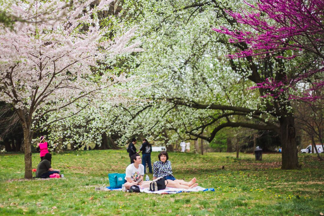 Cherry Blossom Festival