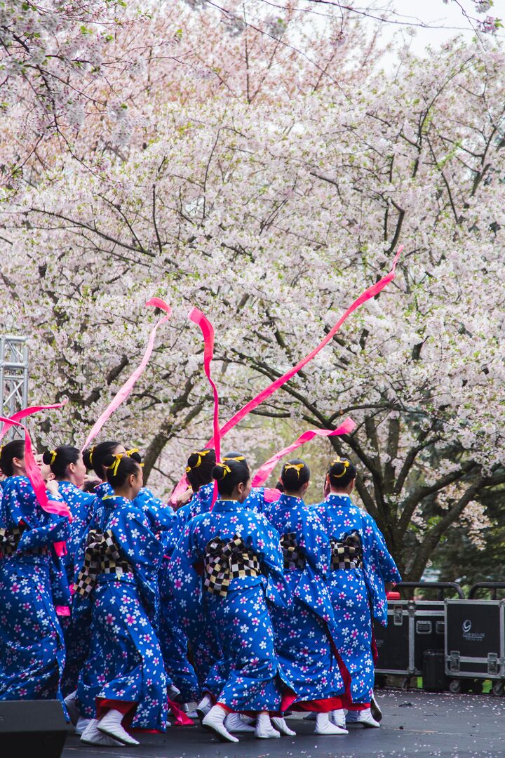 Cherry Blossom Festival