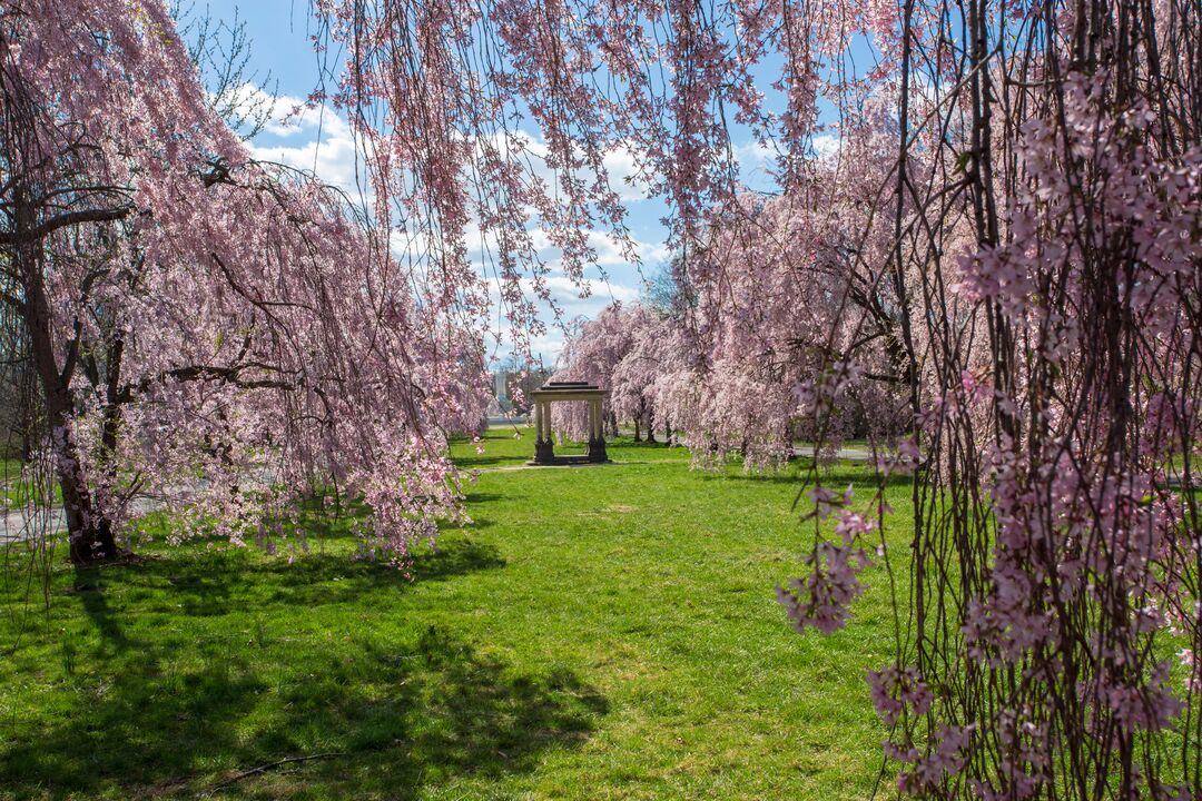 Shofuso Japanese House and Garden: Cherry Blossoms