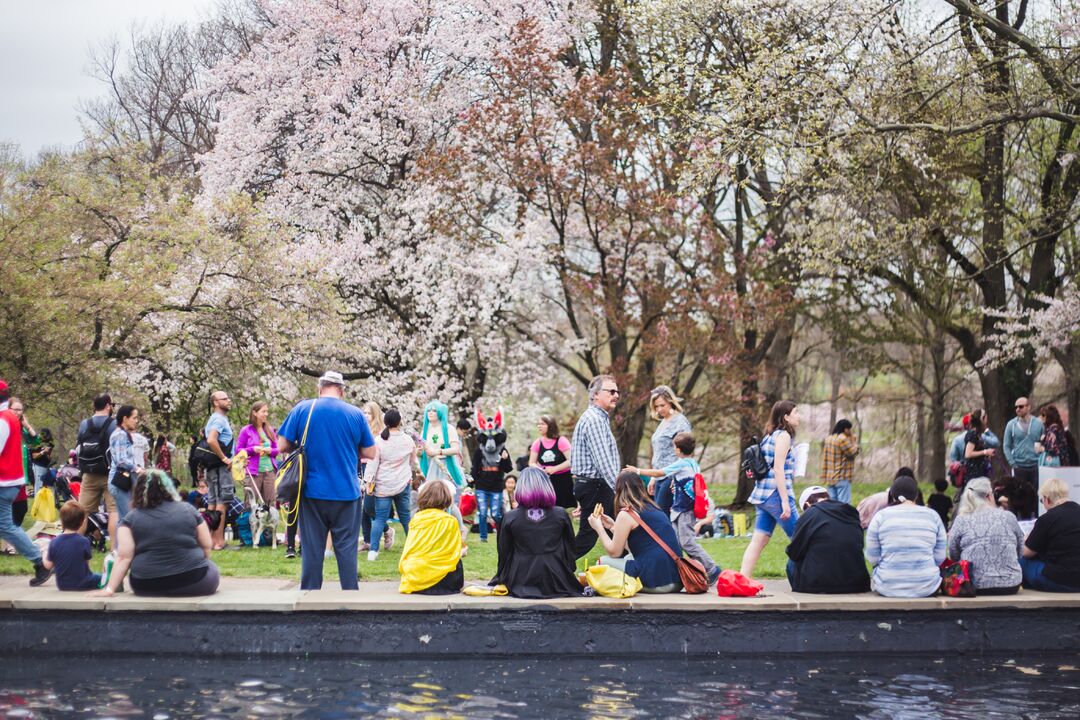 Cherry Blossom Festival