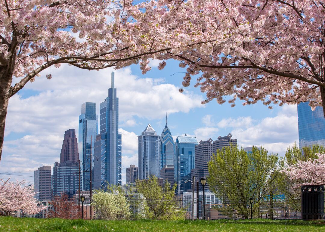 Drexel Park: Cherry Blossoms