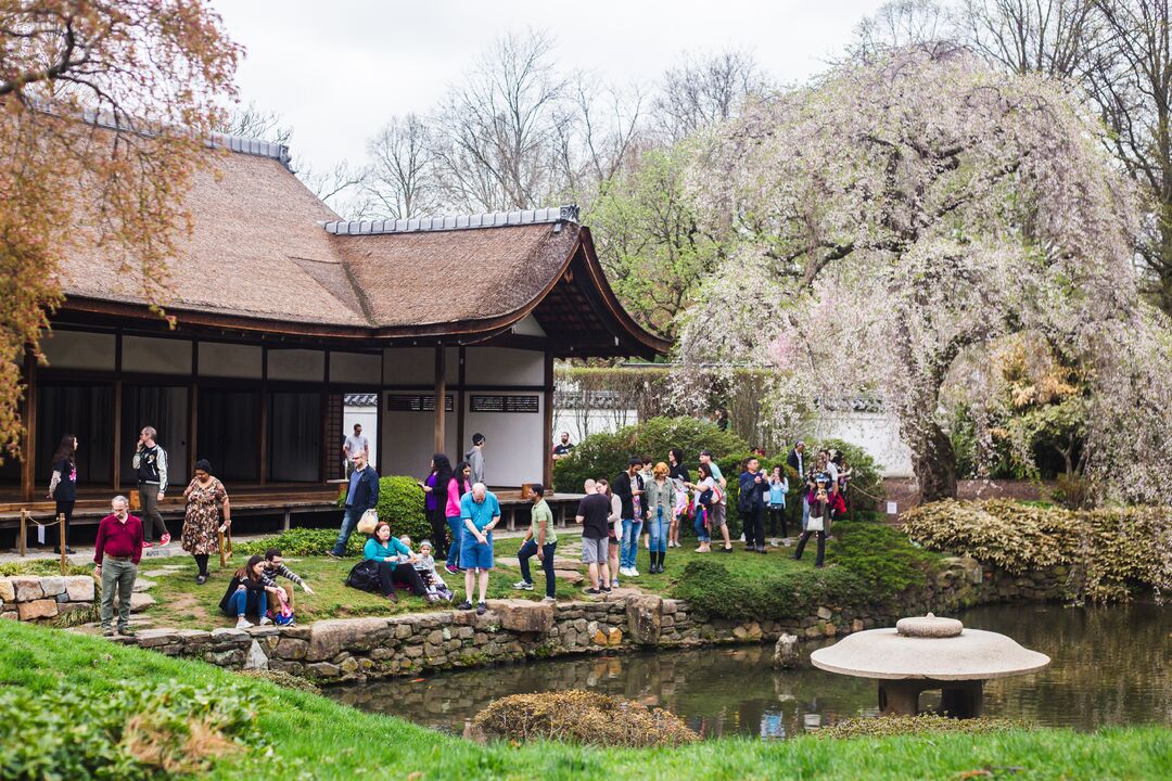 Cherry Blossom Festival