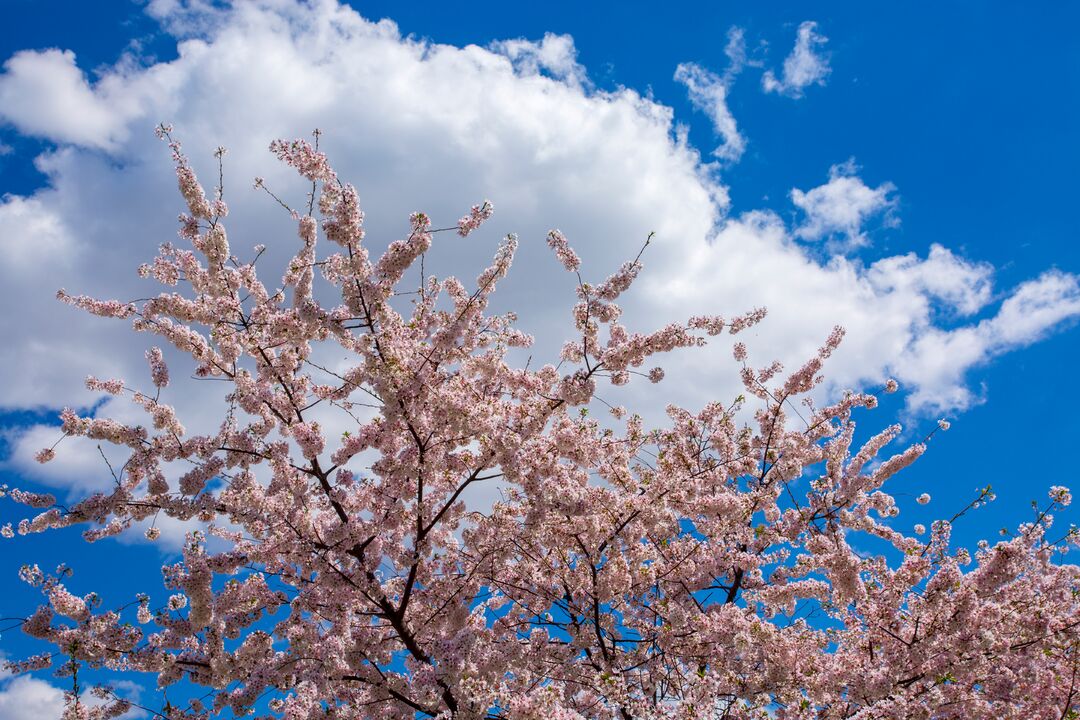 Drexel Park: Cherry Blossoms