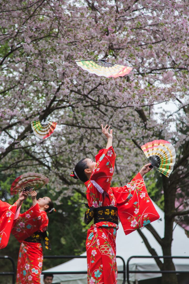 Cherry Blossom Festival