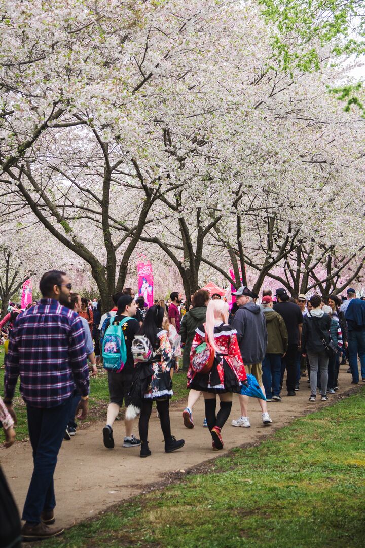 Cherry Blossom Festival