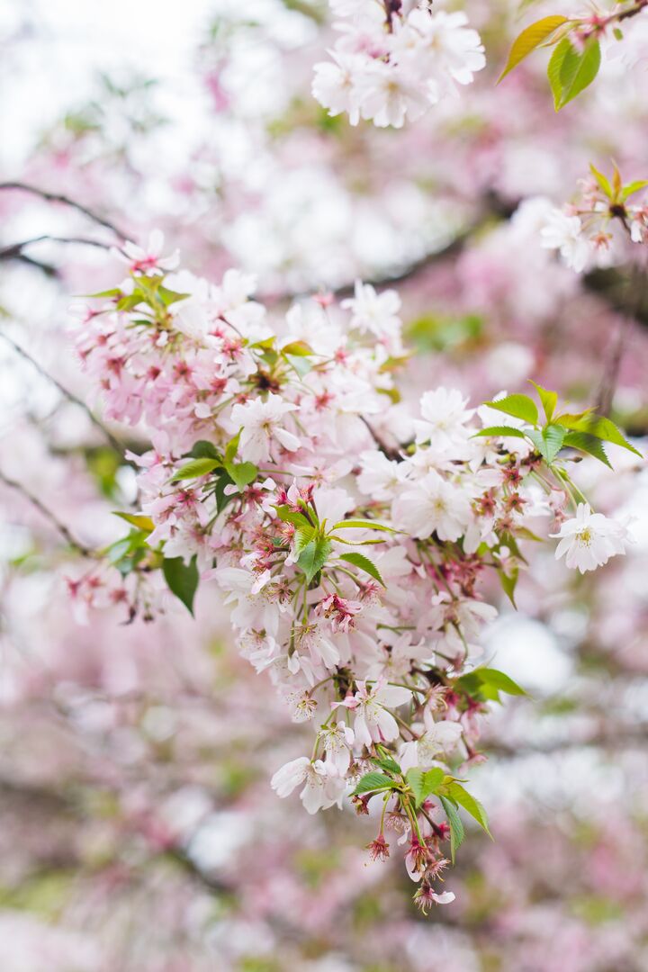 Cherry Blossom Festival