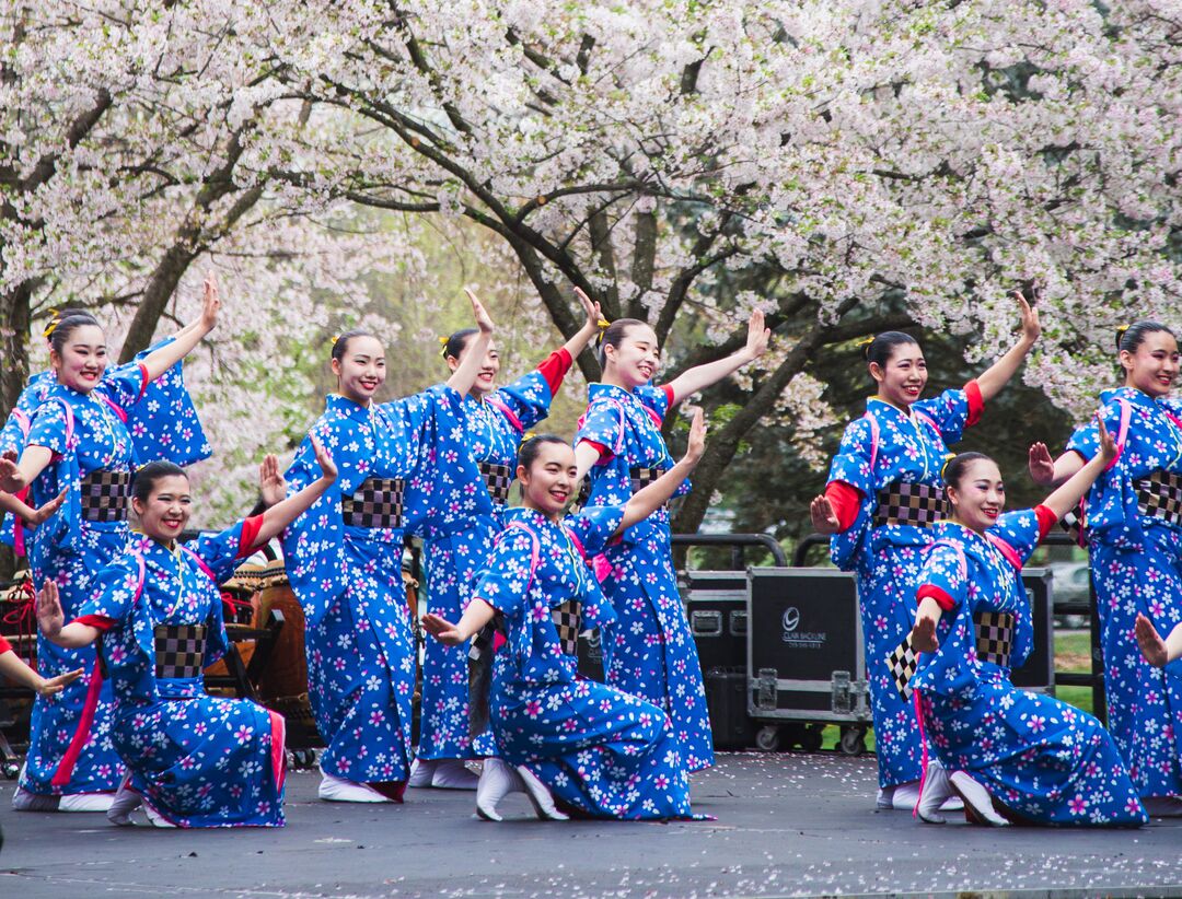 Cherry Blossom Festival