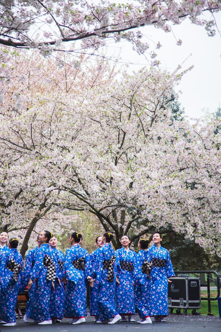 Cherry Blossom Festival