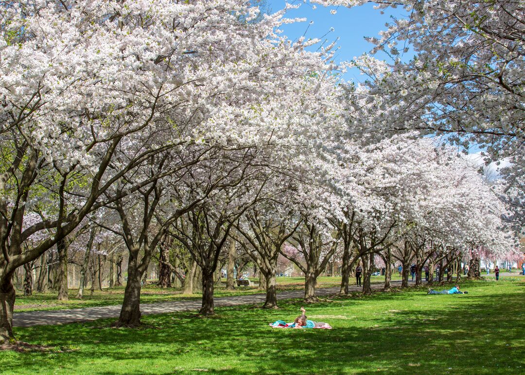 Shofuso Japanese House and Garden: Cherry Blossoms